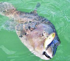 There are plenty of large toad fish that love eating Mask 60 in the River.